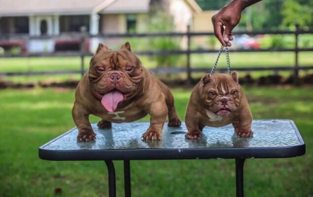 American bully pocket for sale