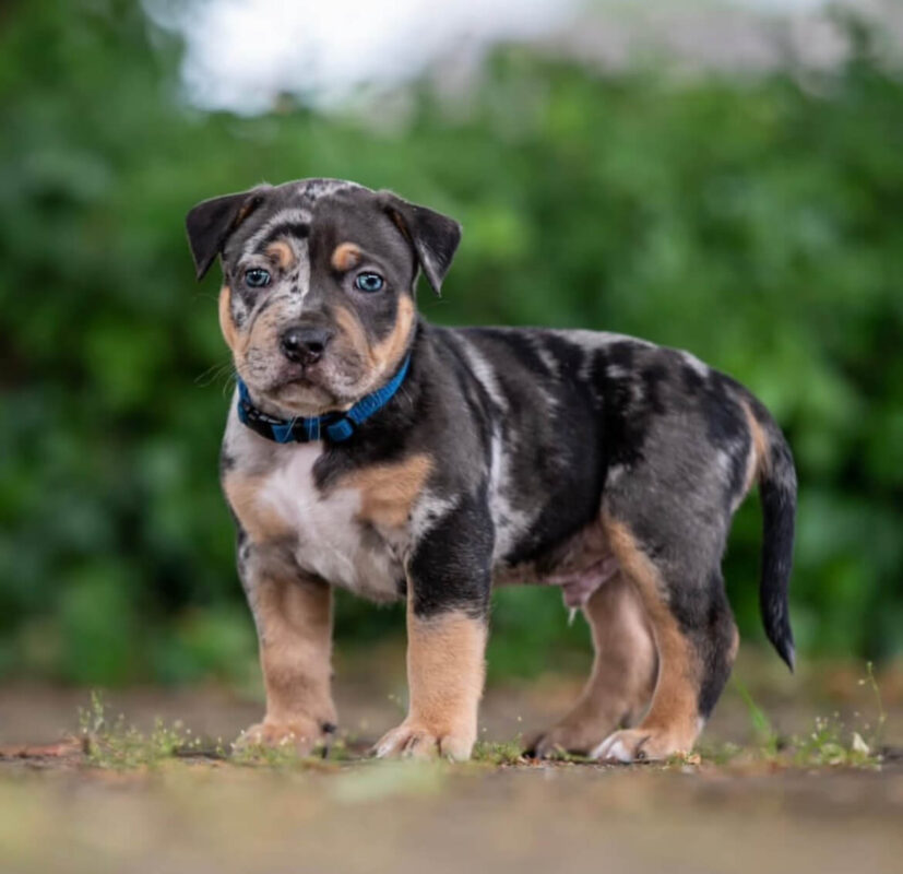 pocket bullies for sale