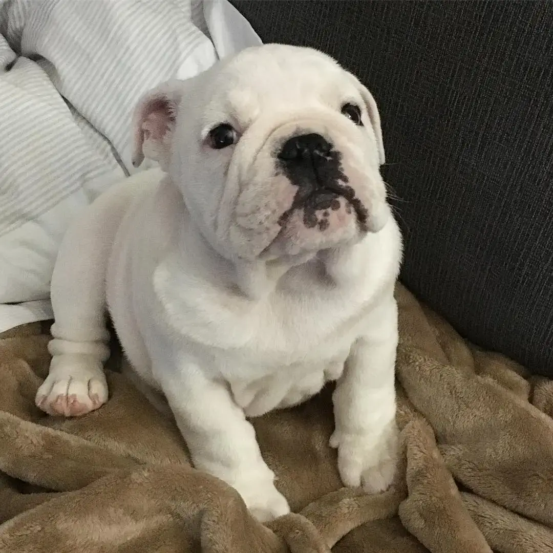 White mini english bulldog for sale