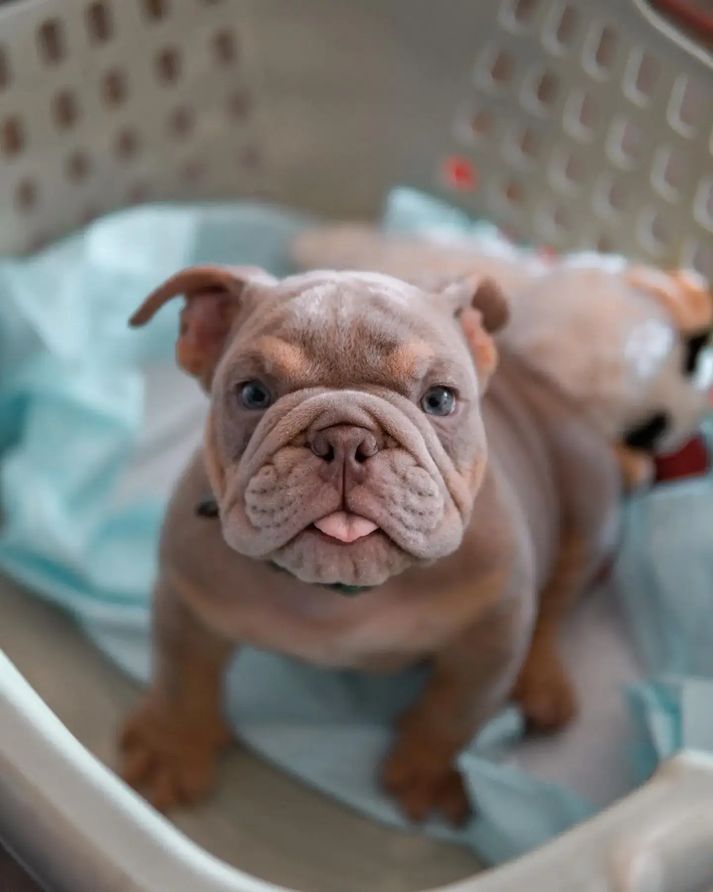 English bulldog for sale