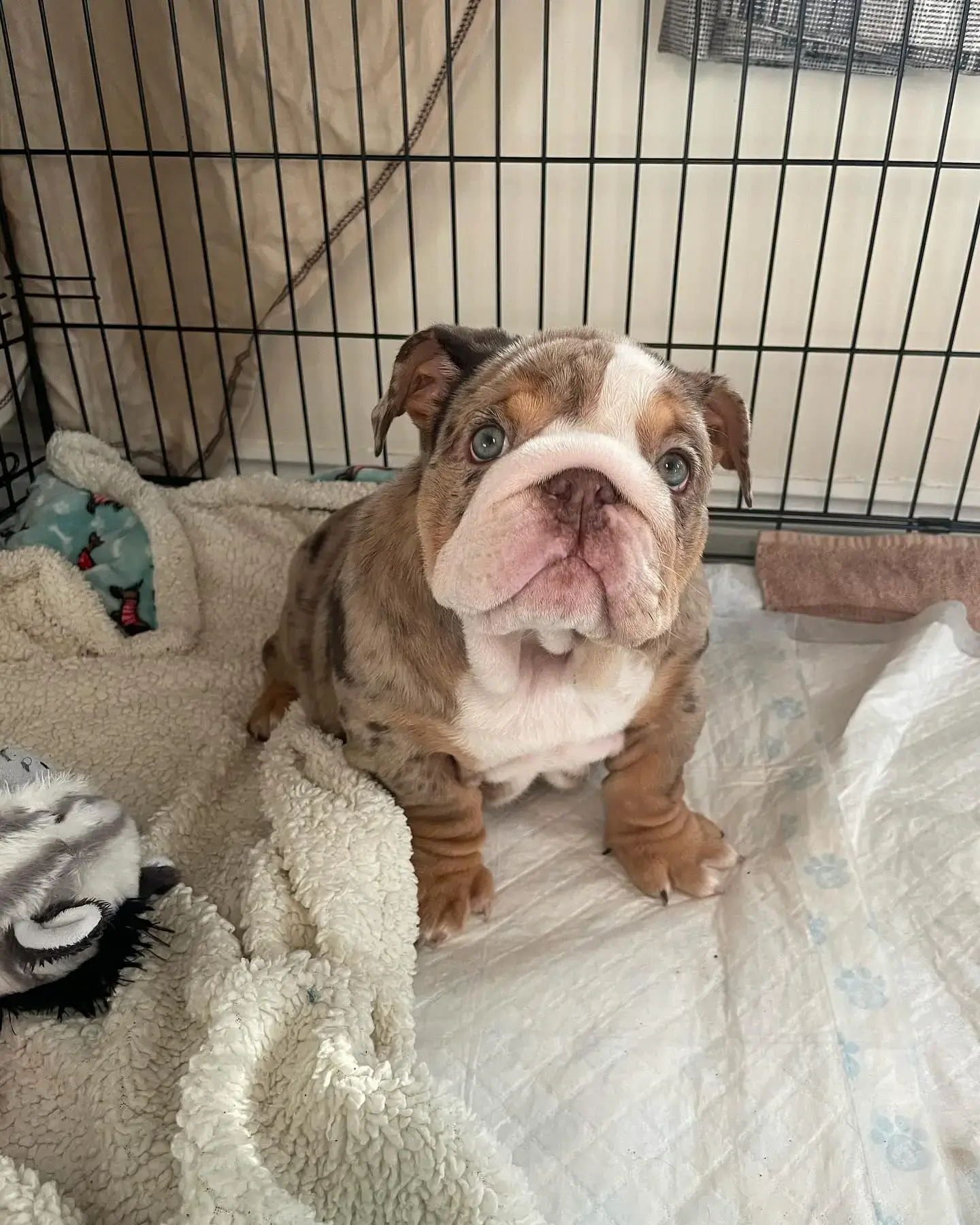 miniature bulldog for sale