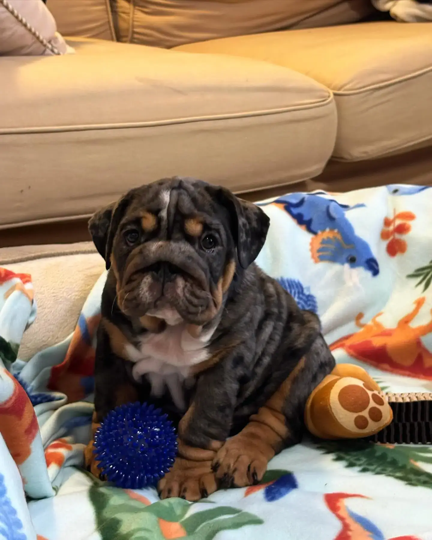 miniature english bulldog for sale