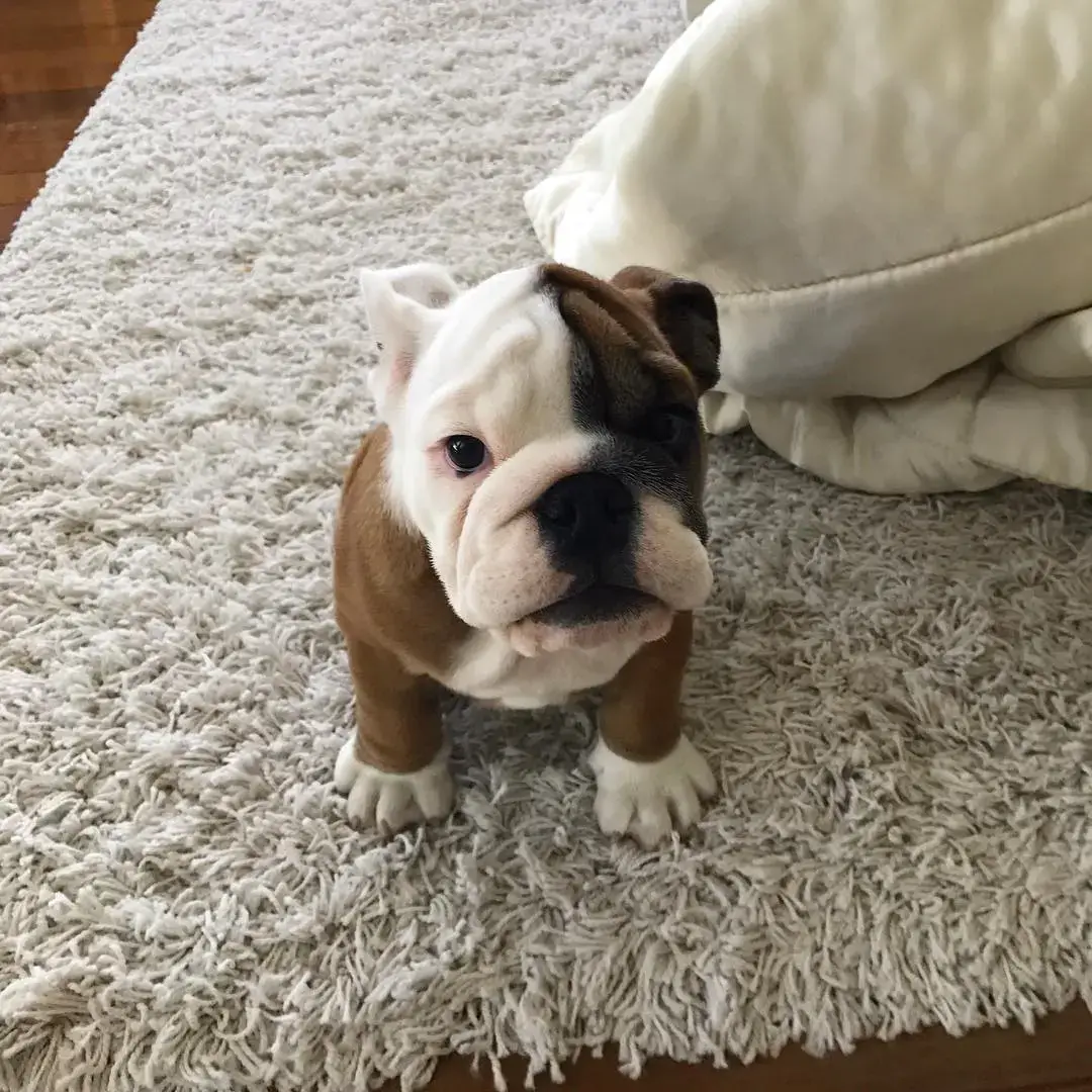 mini english bulldog for sale