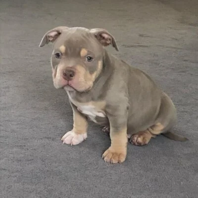 Micro Bully for sale